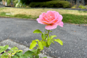 A single pink rose blossom with bright green leaves on the stem.