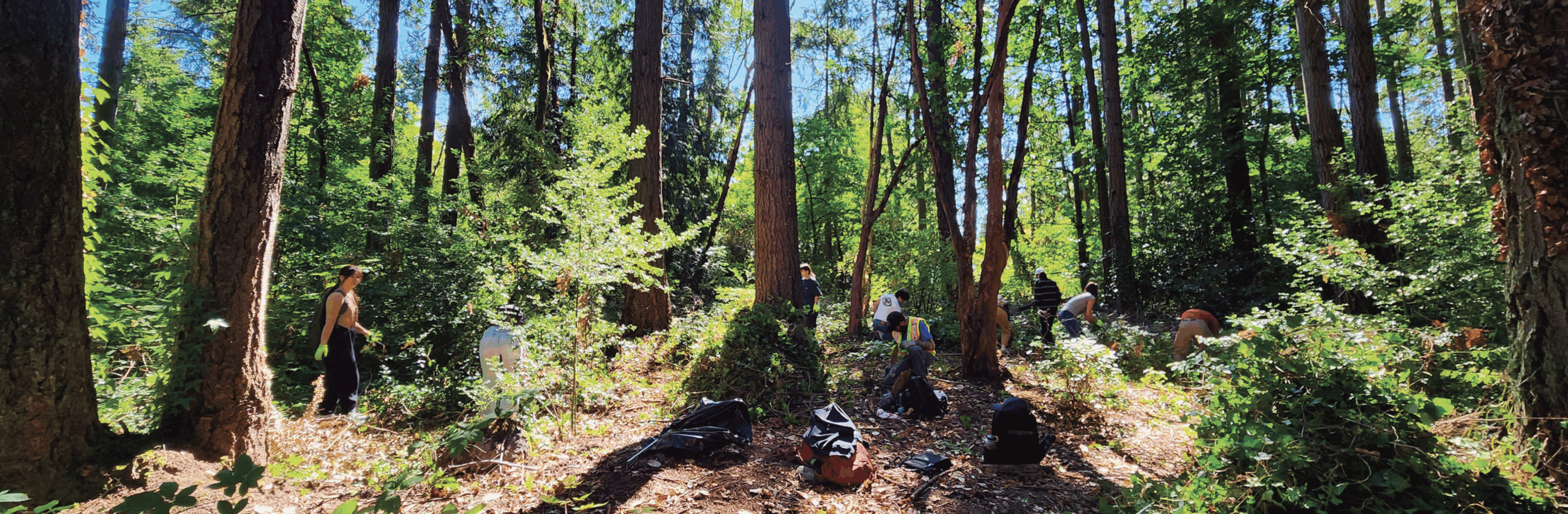 Students doing restoration work at Robinswood Park Forest during an Office of Sustainability and
Bellevue Parks stewardship event