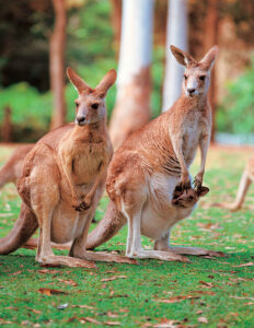 Kangaroo for Australia / New Zealand program