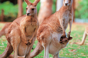 Kangaroo for Australia / New Zealand program
