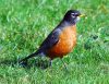 Bird - American Robin