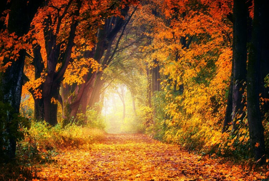 Fall trees of orange and green lining a road heading into the sun.