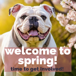 Grinning bulldog with background of sunlight, spring colors and cherry blossoms