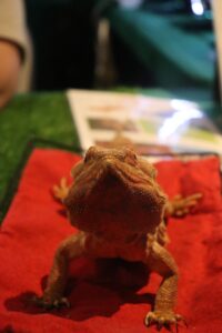 A heating pad keeps this lizard toasty at the Creepy Crawly Petting Zoo