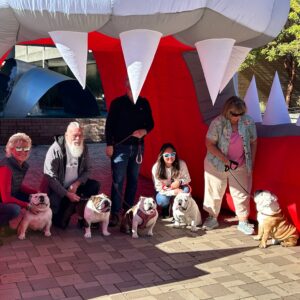 Slobberdogs at BC Bulldog Days - our favorite real live bulldogs