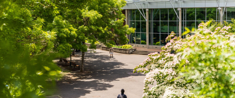 Bellevue College Courtyard green in Summer