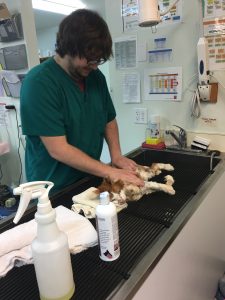 OLS Student works with cat at veterninary clinic