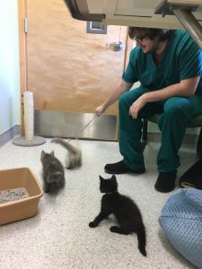 OLS Student working with three cats at veterinary clinic