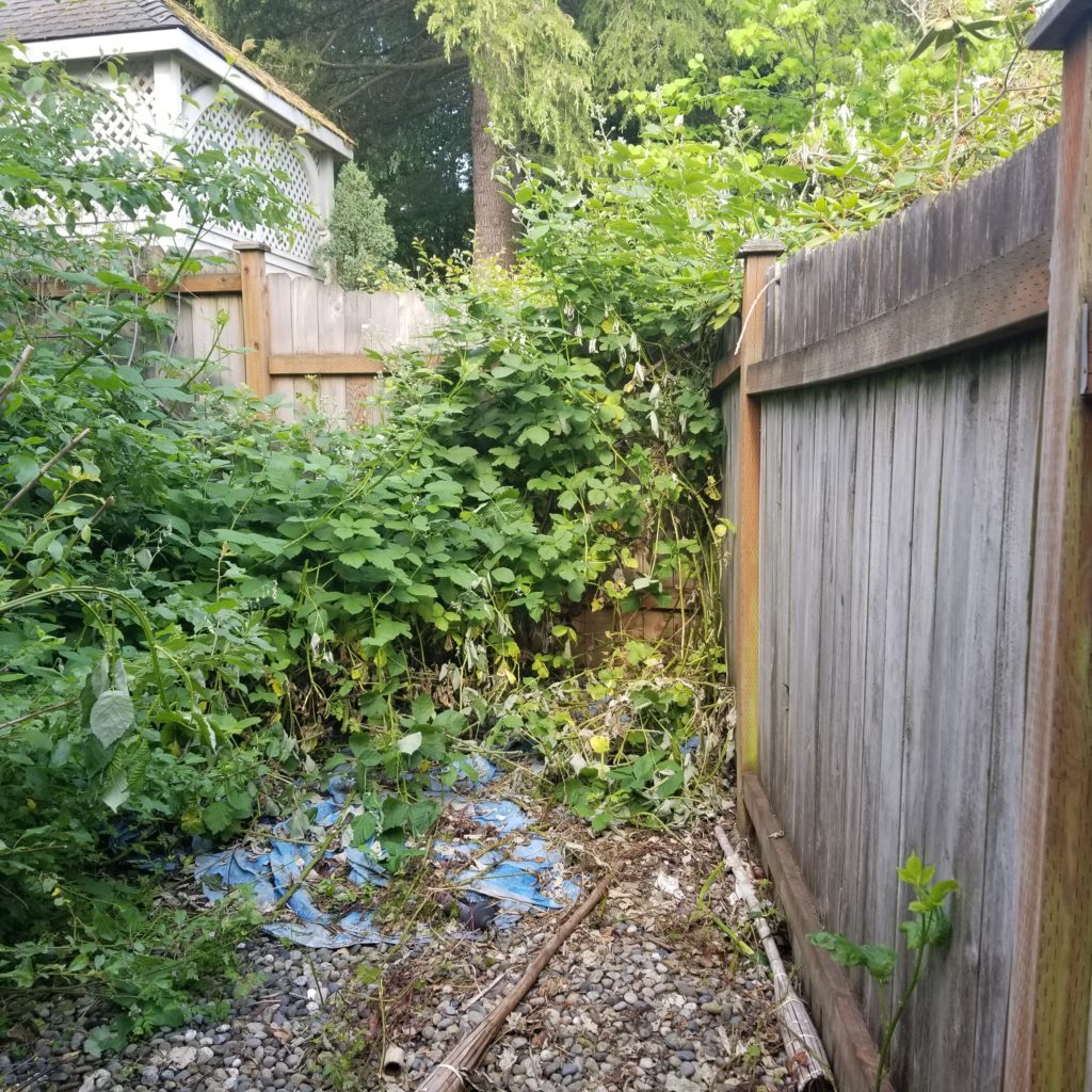 corner of backyard with cleared out weeds