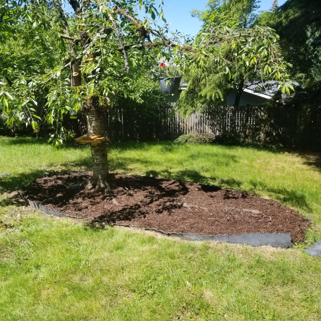 tree in backyard