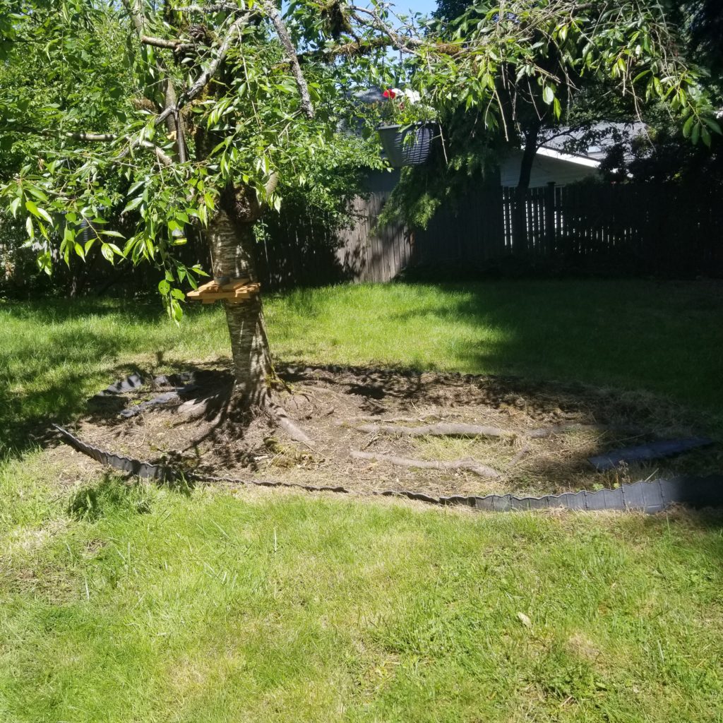 tree with exposed roots