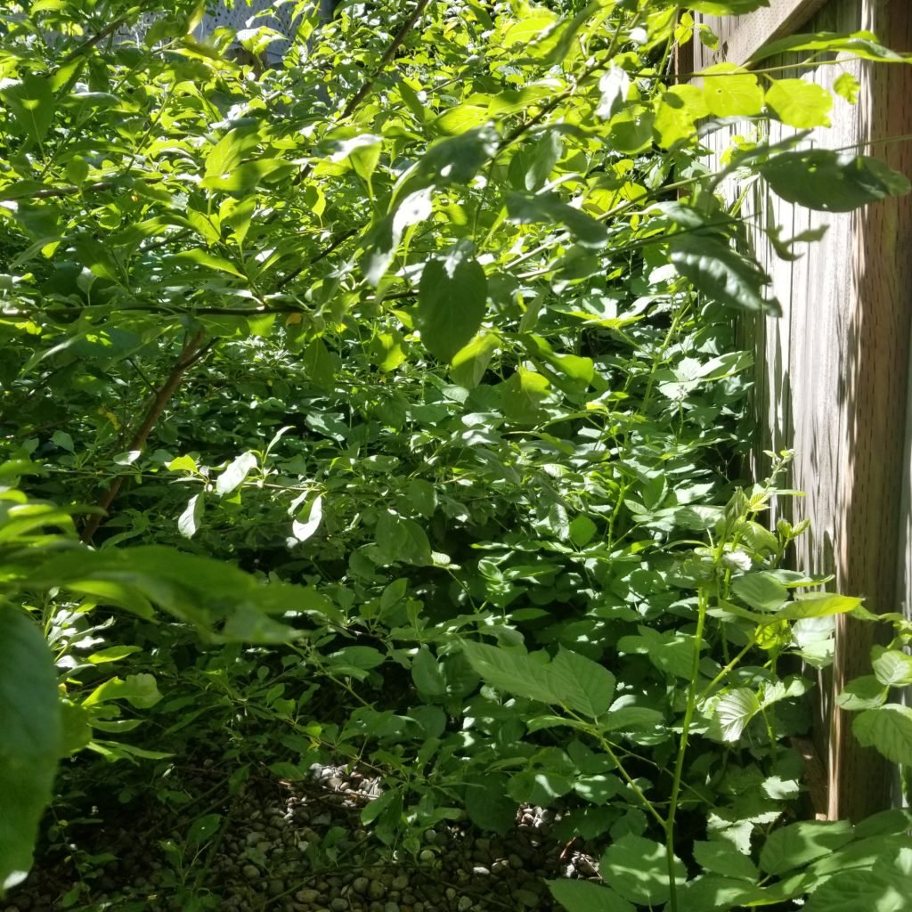 overgrown weeds