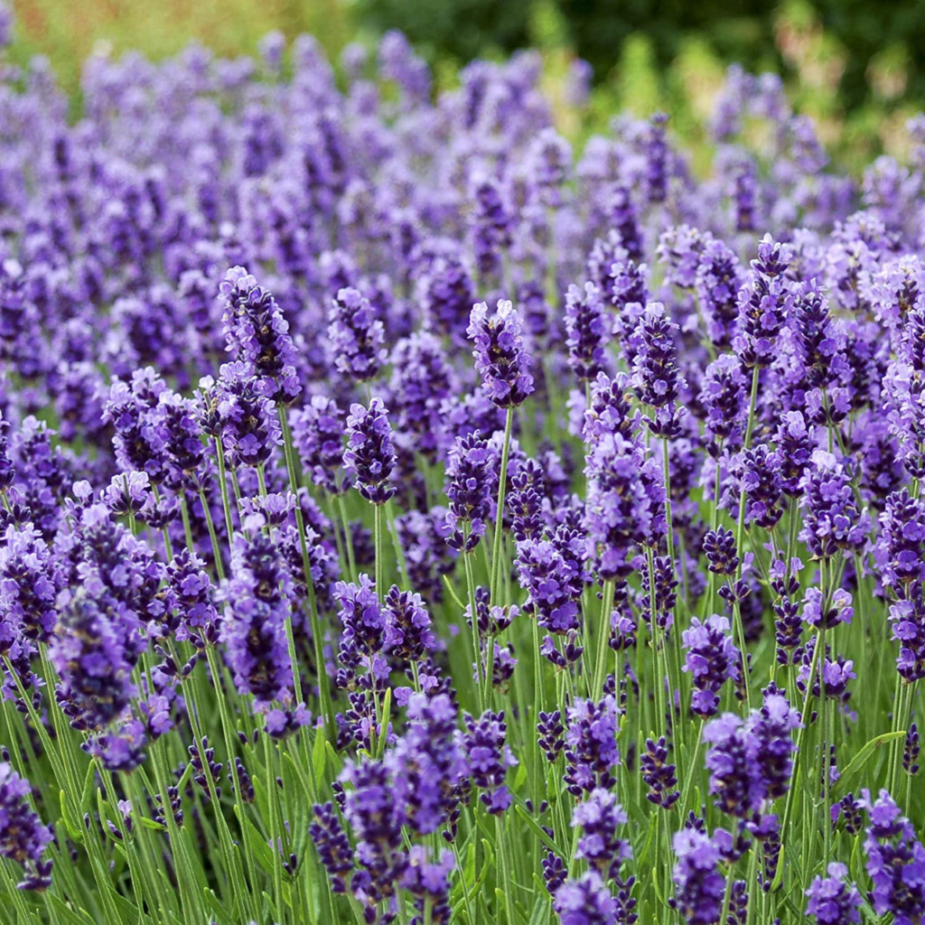lavender bush in bloom