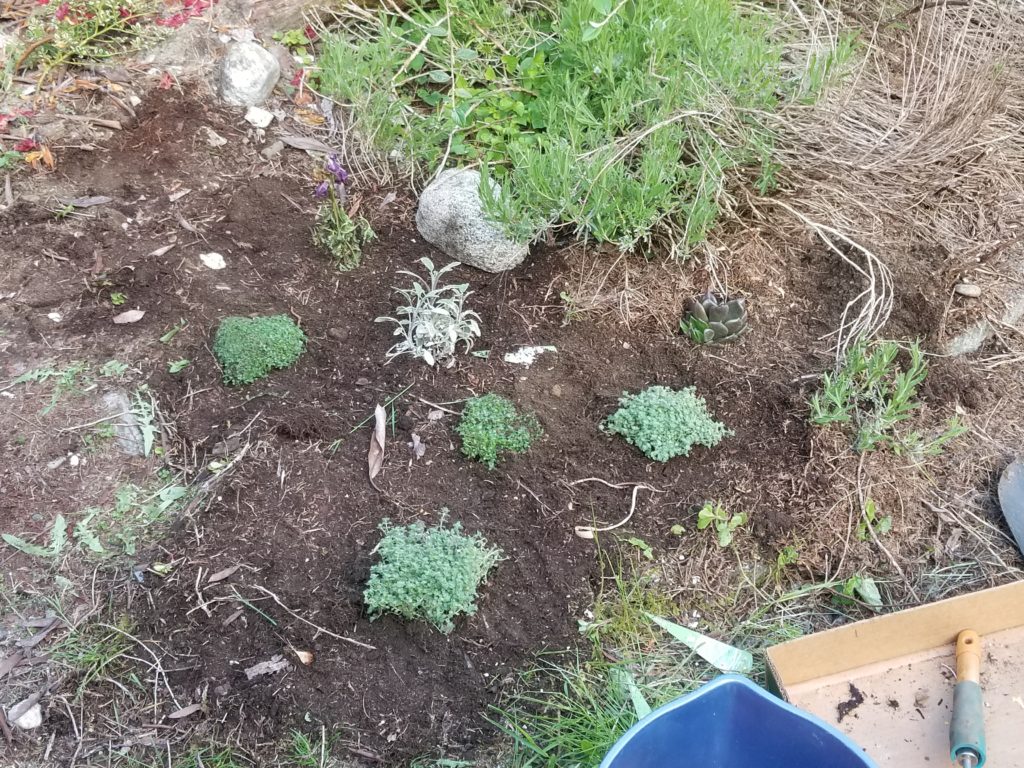 garden bed with new plants