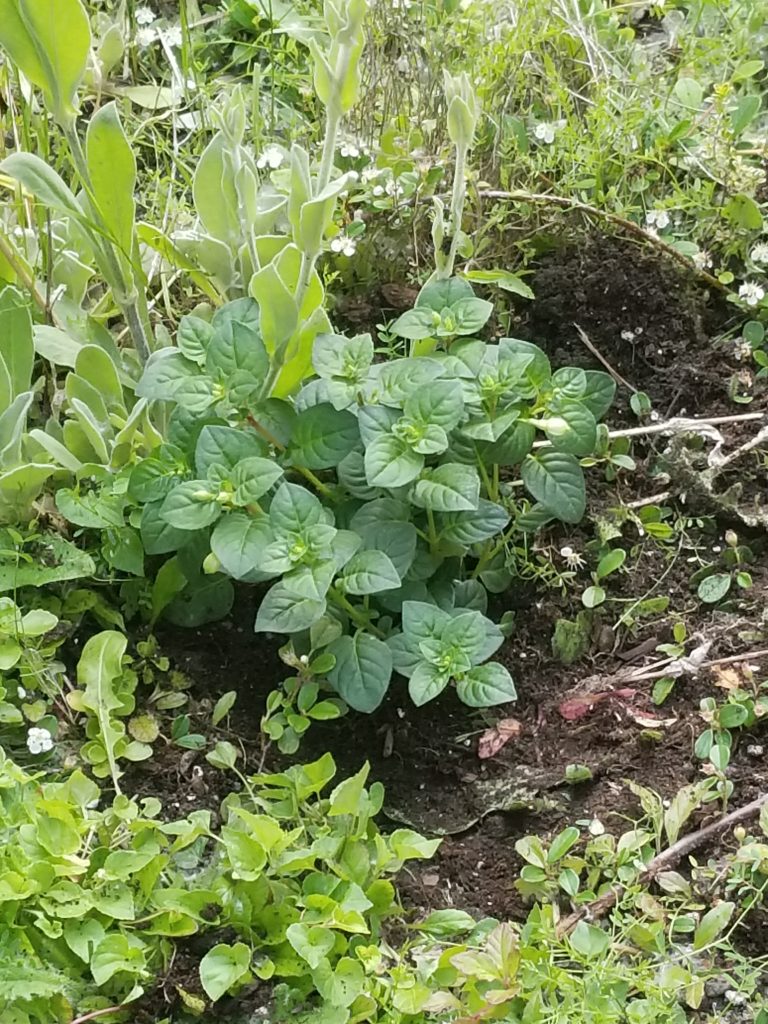 green plants freshly planted in garden bed