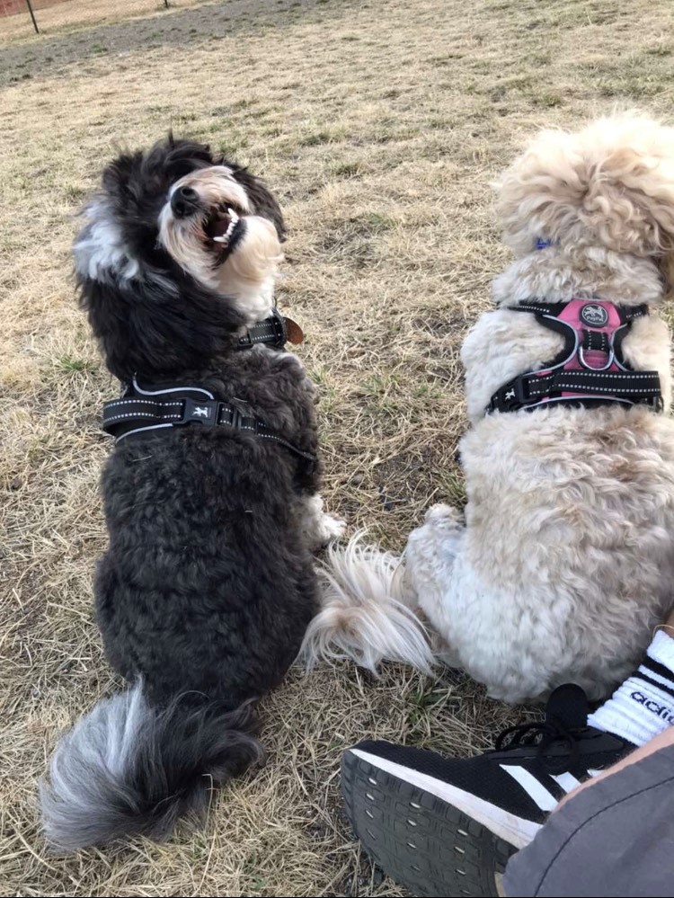 two dogs at a park