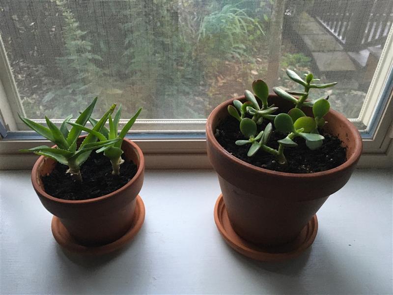 two succulent plants in pots