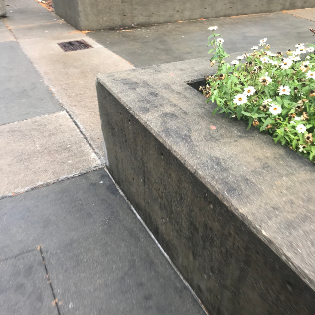 concrete planter with white flowers