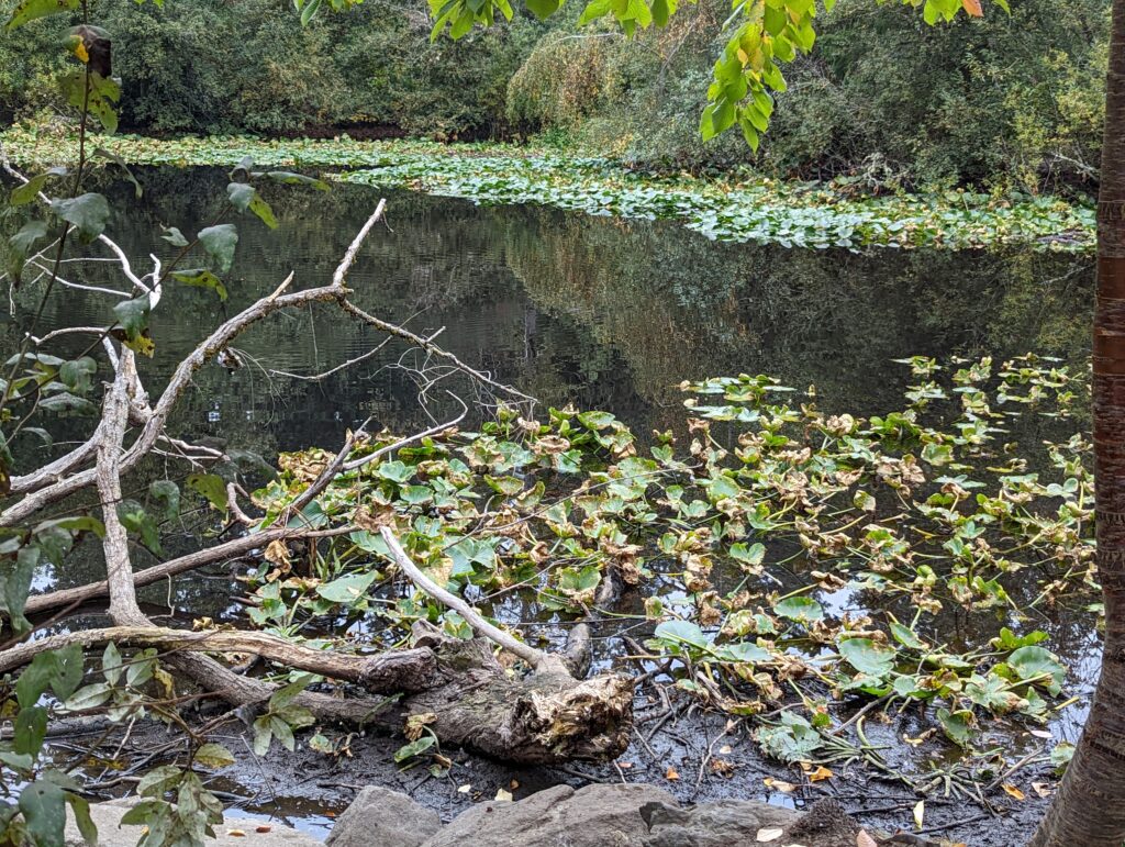 a pond