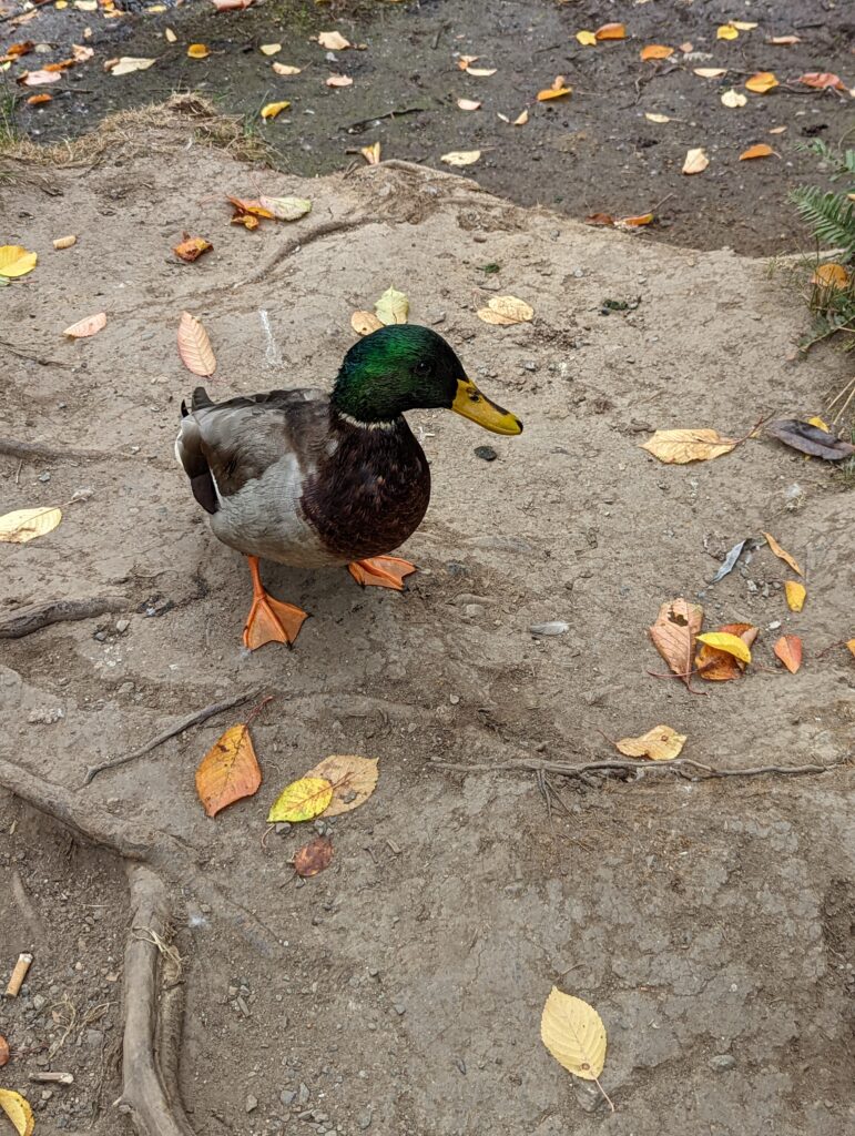 a mallard duck