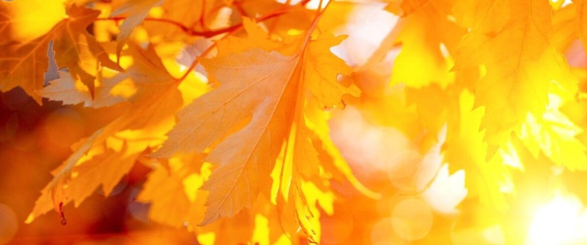 Fall Leaves with sunlight coming through