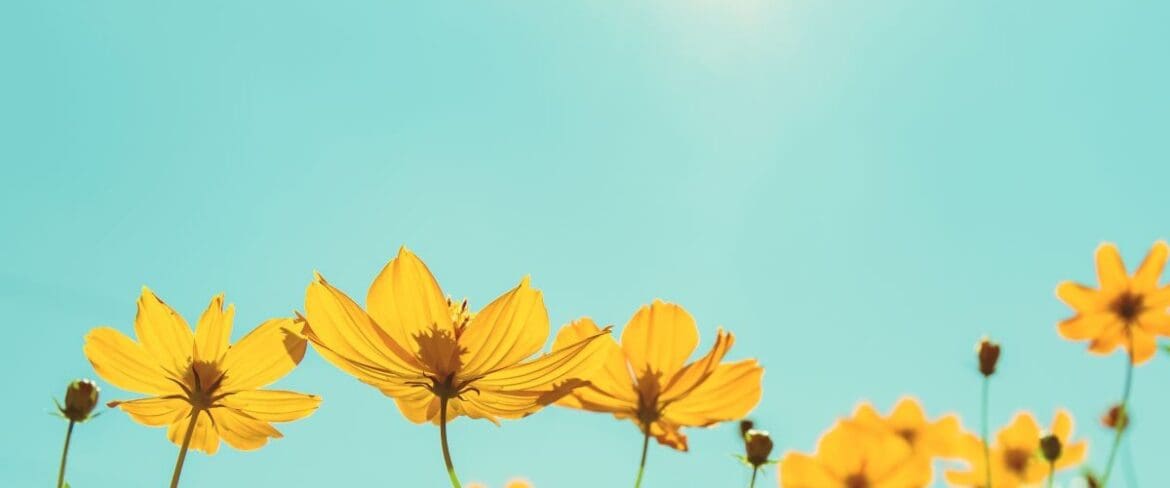 yellow flowers against blue sky