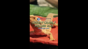 The Bearded Dragon lying on a heating pad at the Creepy Crawly Petting Zoo