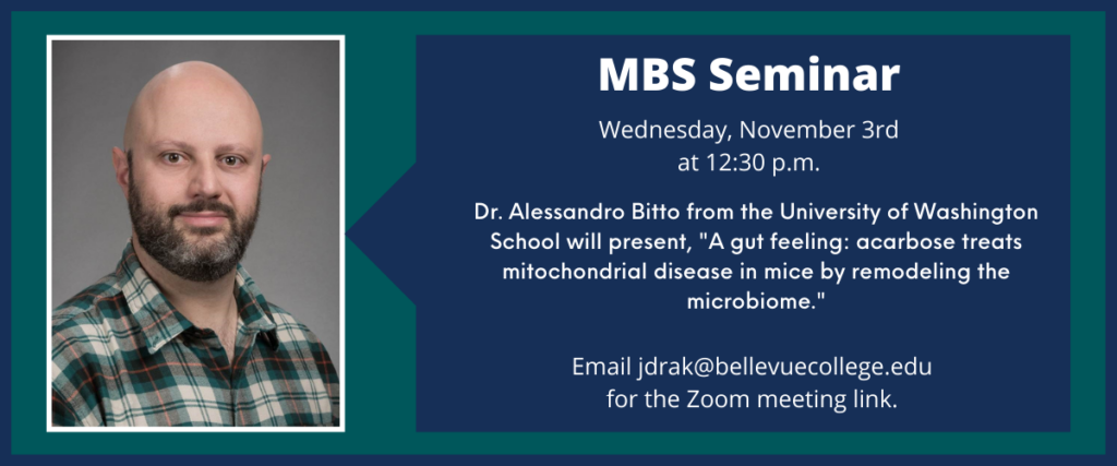 Image of scientist advertising the MBS Seminar on Wednesday, November 3rd at 12:30 p.m. The text on the graphic reads, "Dr. Alessandro Bitto from the University of Washington School will present, "A gut feeling: acarbose treats mitochondrial disease in mice by remodeling the microbiome." Email jdrak@bellevuecollege.edu for the Zoom meeting link.
