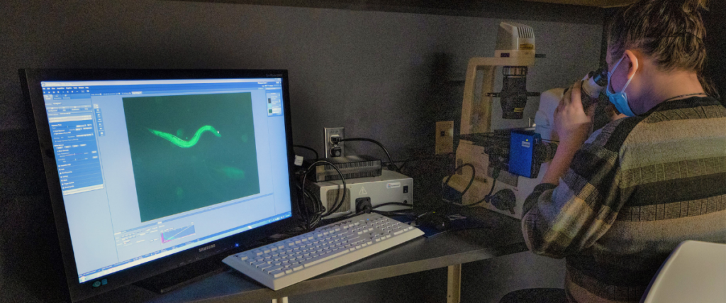 MBS student does fluorescence microscopy with genetically engineered fluorescent C. elegans.