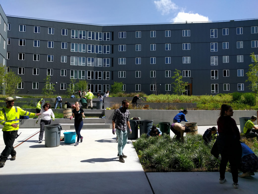 A work party with people planting shrubs in the raingarden