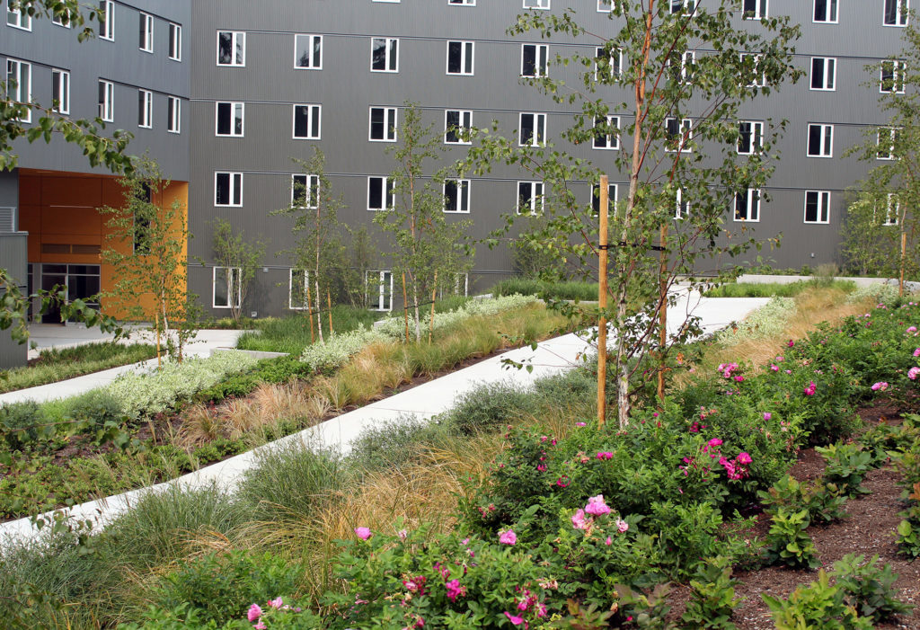 Pathway leading through the rain garden by Student Housing