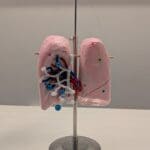 A handmade anatomical lung model displayed on a metal stand. The model is crafted from pink painted materials and decorated with colorful pipe cleaners, beads, and sequins to represent bronchial structures and blood vessels. It is designed for educational use, as part of an anatomy project. A colorful illustration is partially visible on the wall in the background.