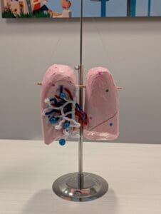 A handmade anatomical lung model displayed on a metal stand. The model is crafted from pink painted materials and decorated with colorful pipe cleaners, beads, and sequins to represent bronchial structures and blood vessels. It is designed for educational use, as part of an anatomy project. A colorful illustration is partially visible on the wall in the background.