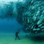 Diver in Cabo surrounded by a fish