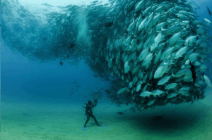 Diver in Cabo surrounded by a fish
