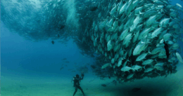 Diver underware in Cabo surrounded by a fish
