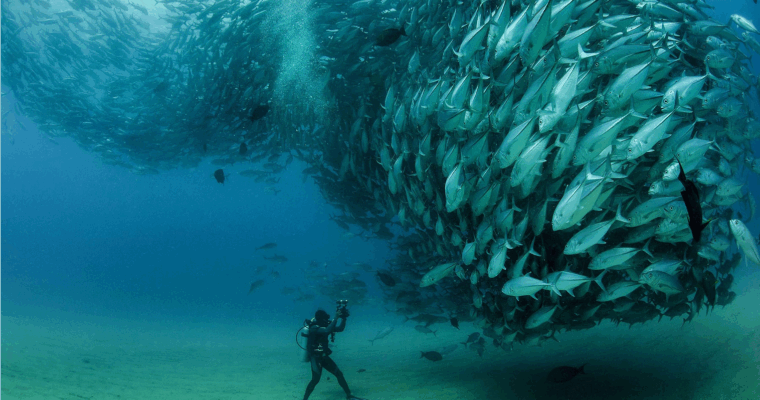 Diver underware in Cabo surrounded by a fish